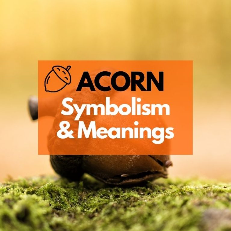 Acorn: Symbolism, Meanings, and History
