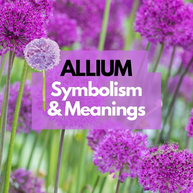 allium symbolism