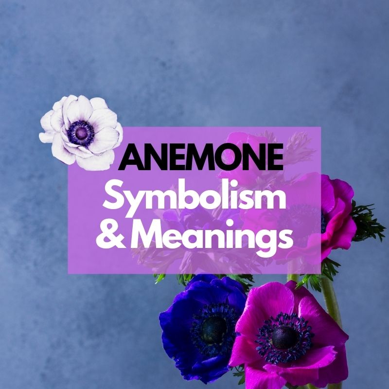 anemone symbolism