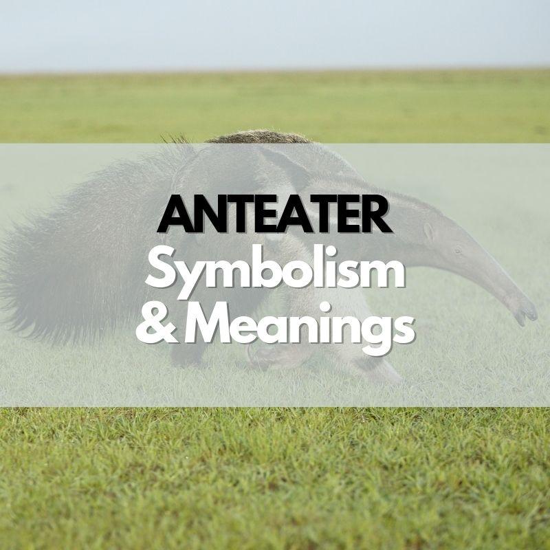 anteater symbolism meaning and history