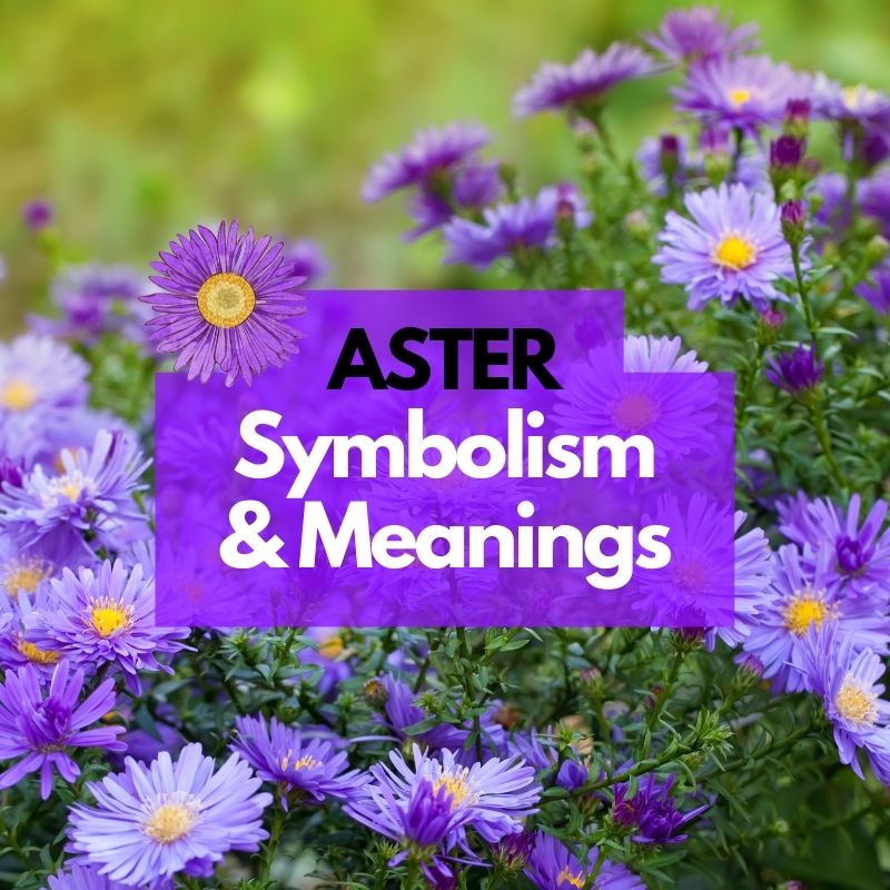 aster symbolism