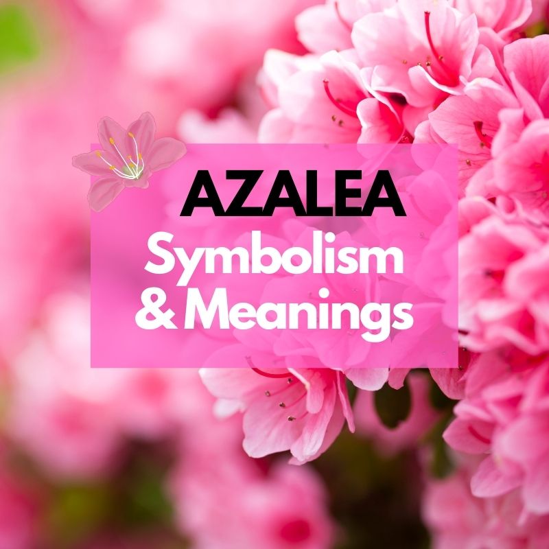 azalea flower symbolism