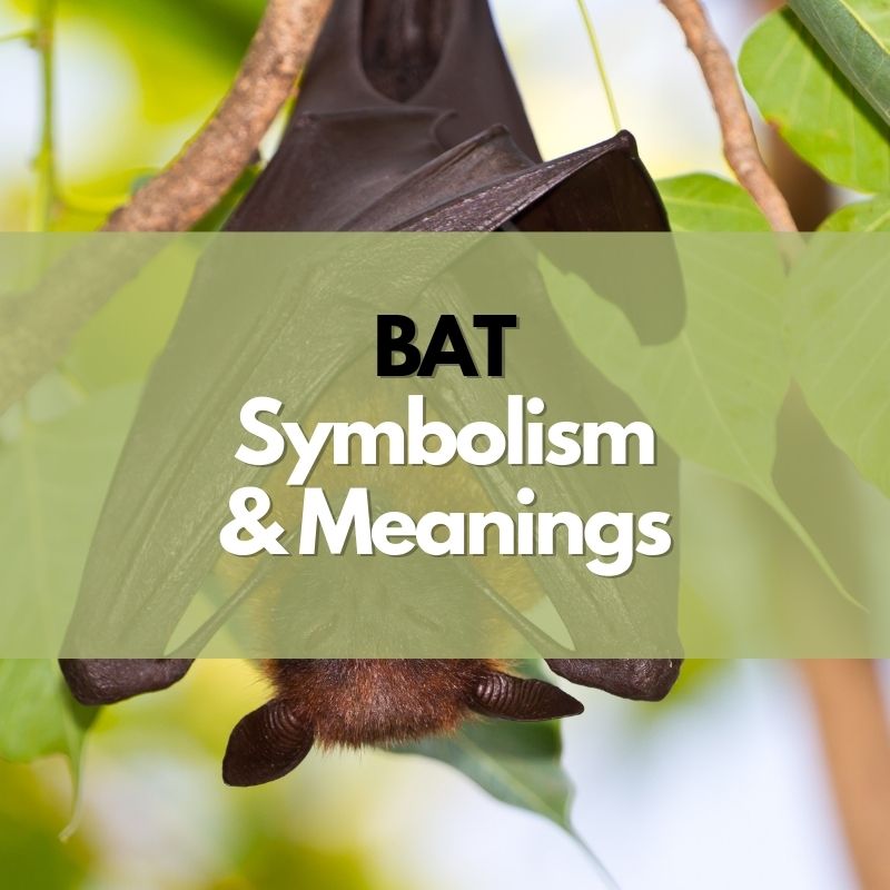 bat symbolism meaning and history