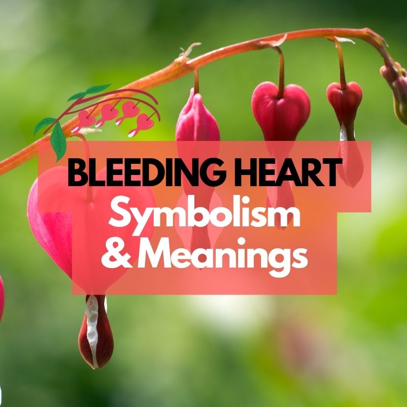 bleeding heart symbolism
