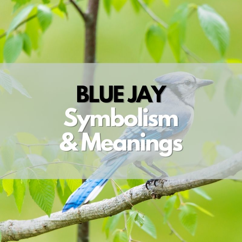 blue jay symbolism meaning and history