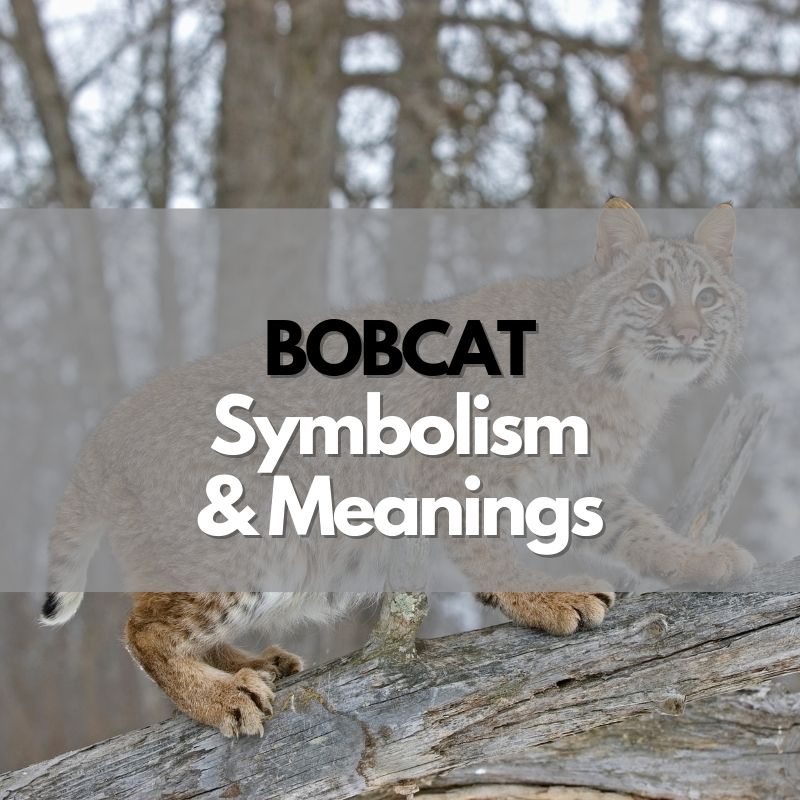 bobcat symbolism meaning and history