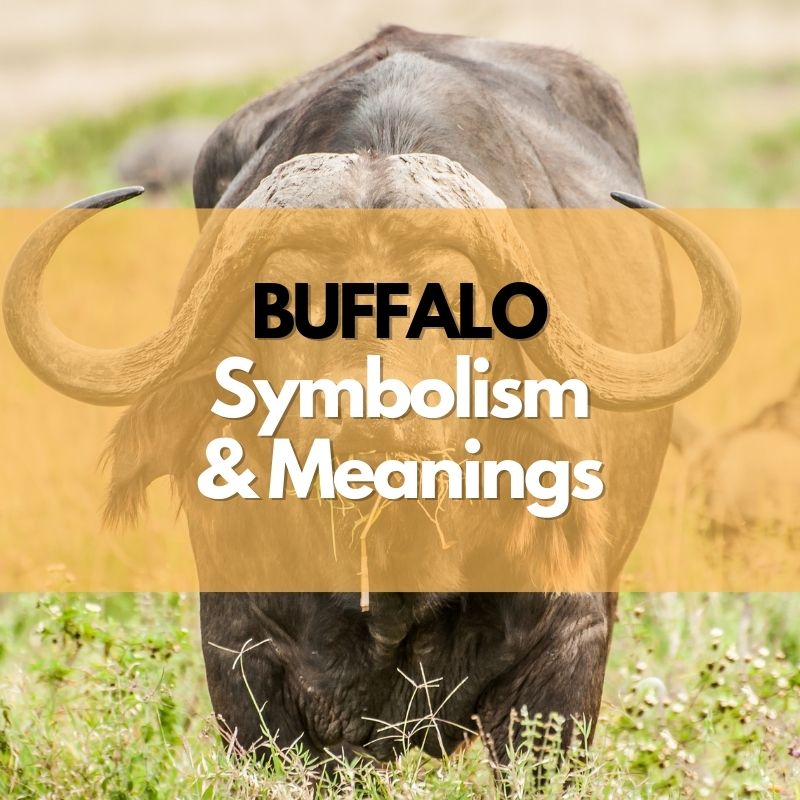 buffalo symbolism meaning and history