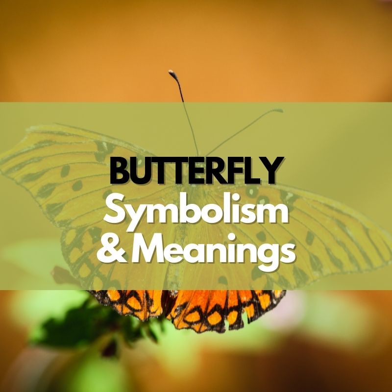 butterfly symbolism meaning and history