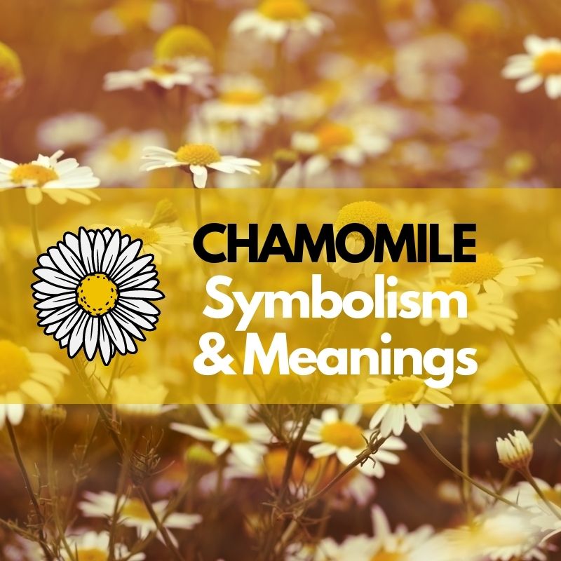 chamomile symbolism