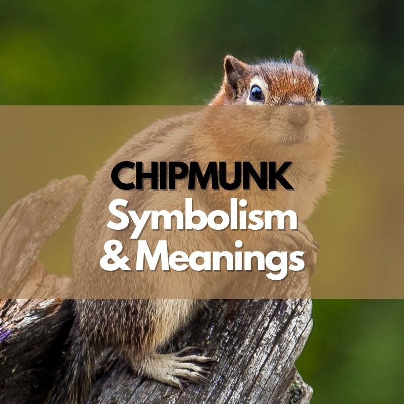 chipmunk symbolism meaning and history