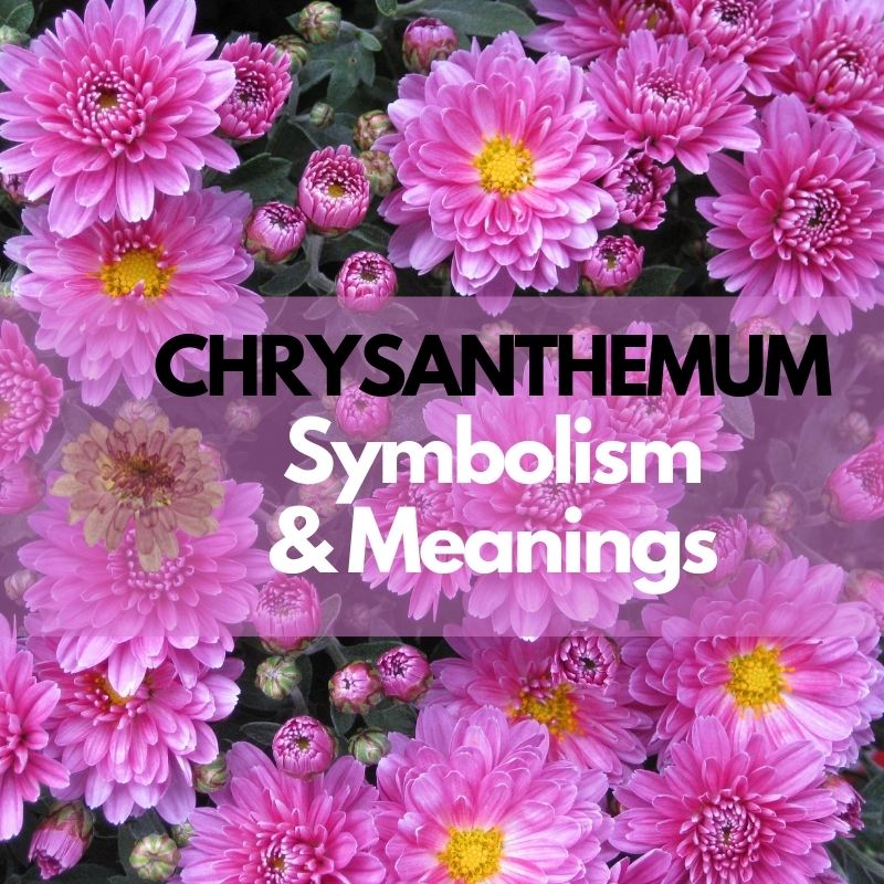 chrysanthemum symbolism