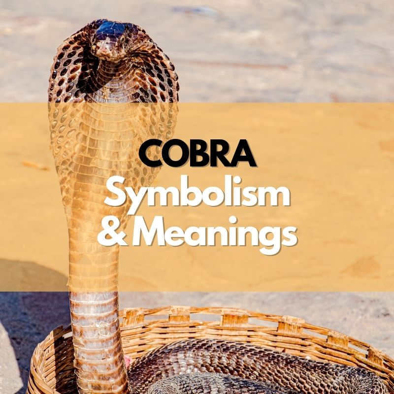 cobra symbolism meaning and history