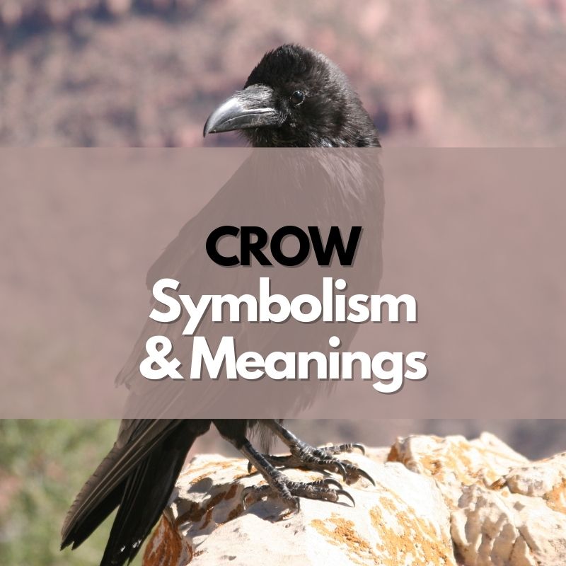crow symbolism meaning and history