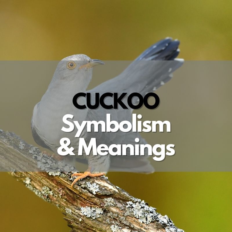 cuckoo symbolism meaning and history