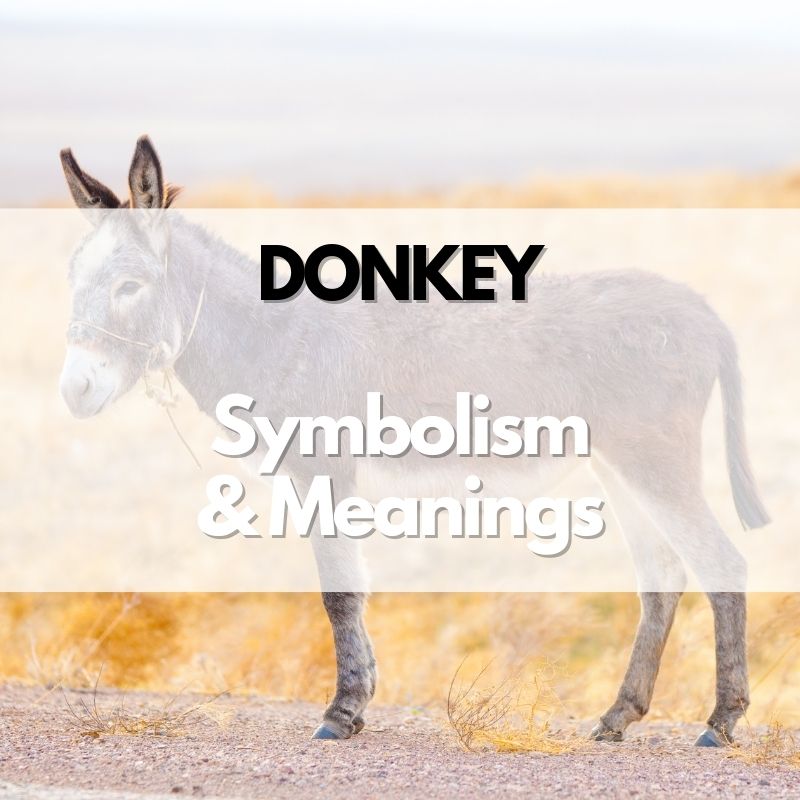 donkey symbolism meaning and history