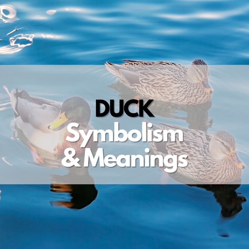 duck symbolism meaning and history