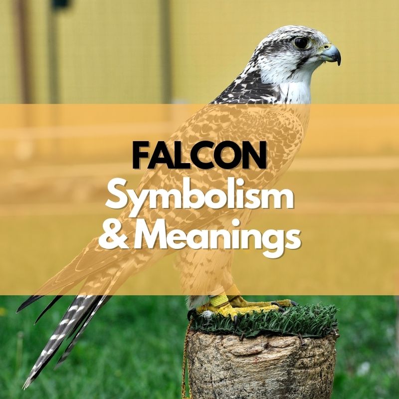 falcon symbolism meaning and history