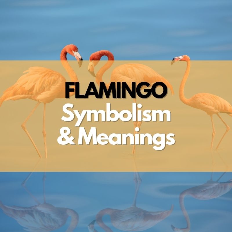 Flamingo Symbolism, Meanings, and History Symbol Genie