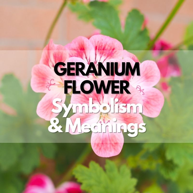 geranium flower symbolism meaning and history