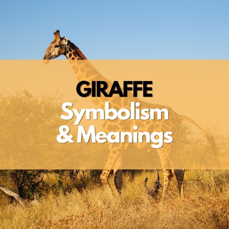 giraffe symbolism meaning and history