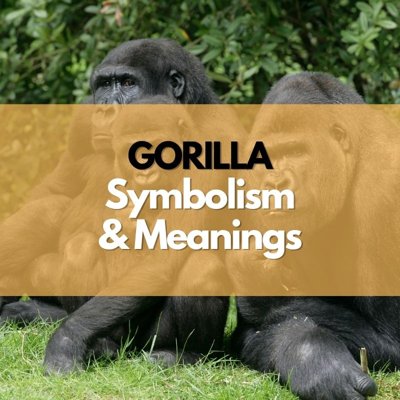 gorilla symbolism meaning and history