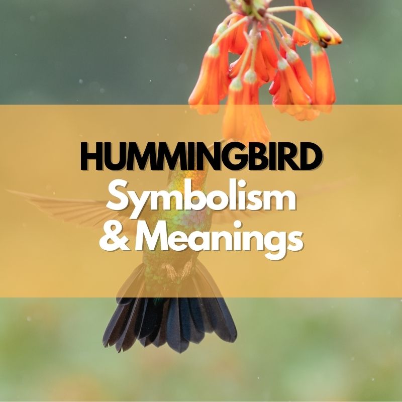 hummingbird symbolism meaning and history