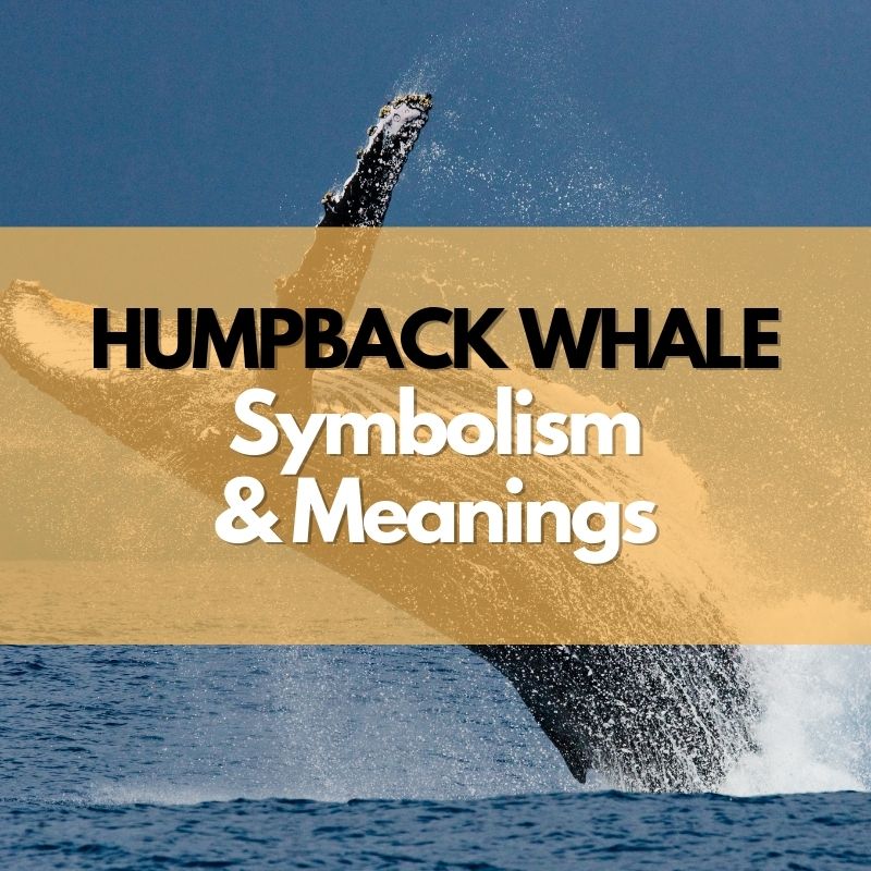 humpback whale symbolism meaning and history