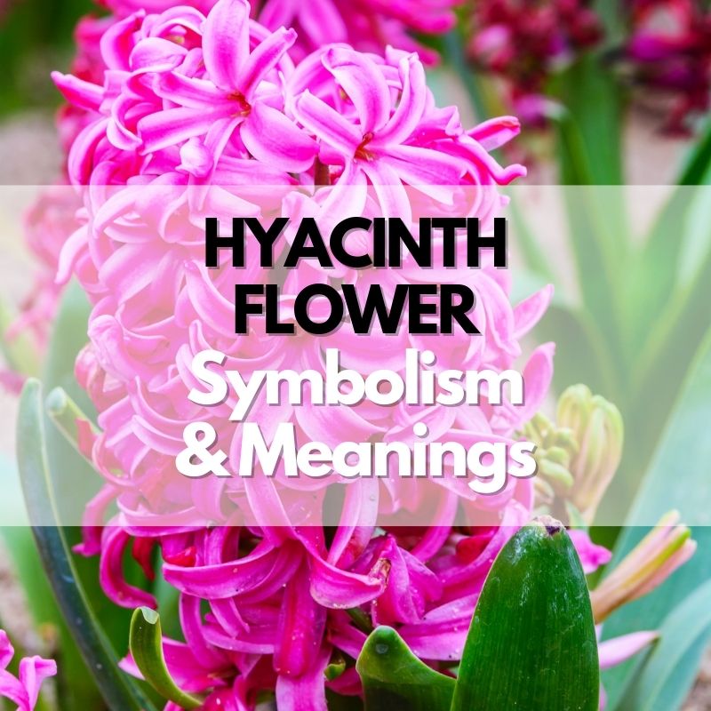 hyacinth flower symbolism meaning and history