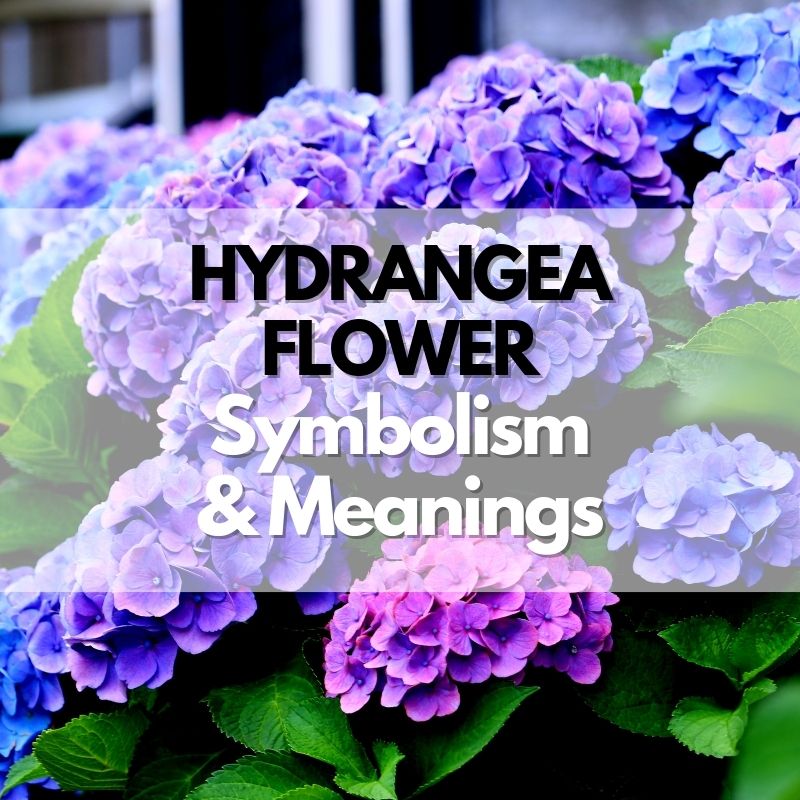 hydrangea flower symbolism meaning and history