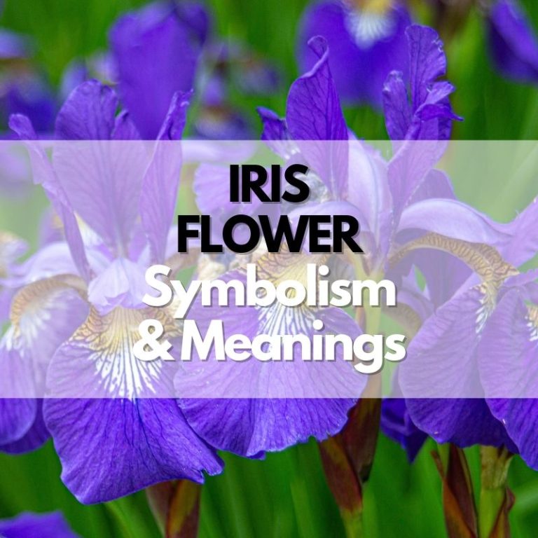 Iris Flower: Symbolism, Meanings, and History - Symbol Genie