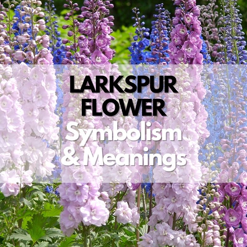 larkspur flower symbolism meaning and history