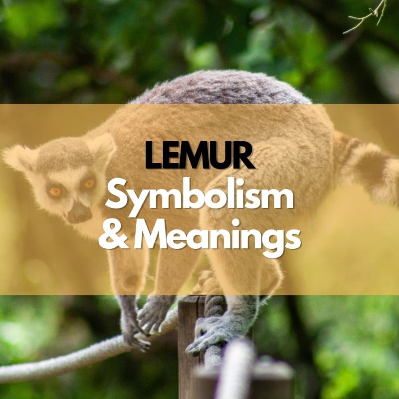 lemur symbolism meaning and history