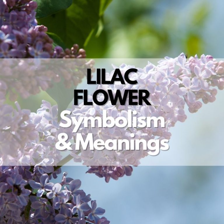Lilac Flower: Symbolism, Meanings, and History