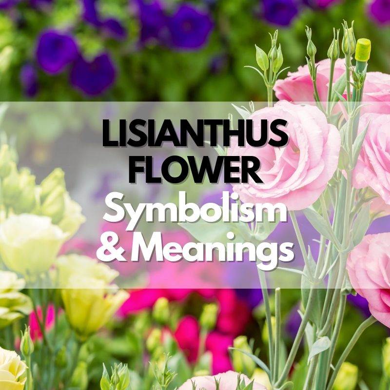 lisianthus lower symbolism meaning and history