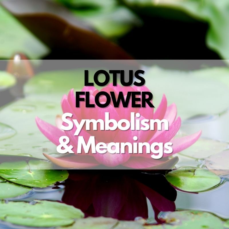 lotus flower symbolism meaning and history