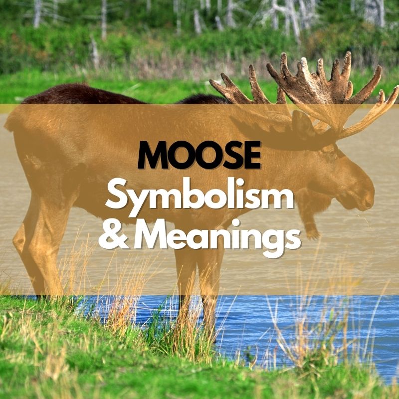 moose symbolism meaning and history