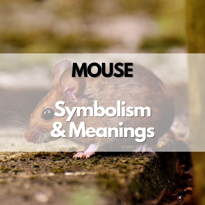mouse symbolism meaning and history