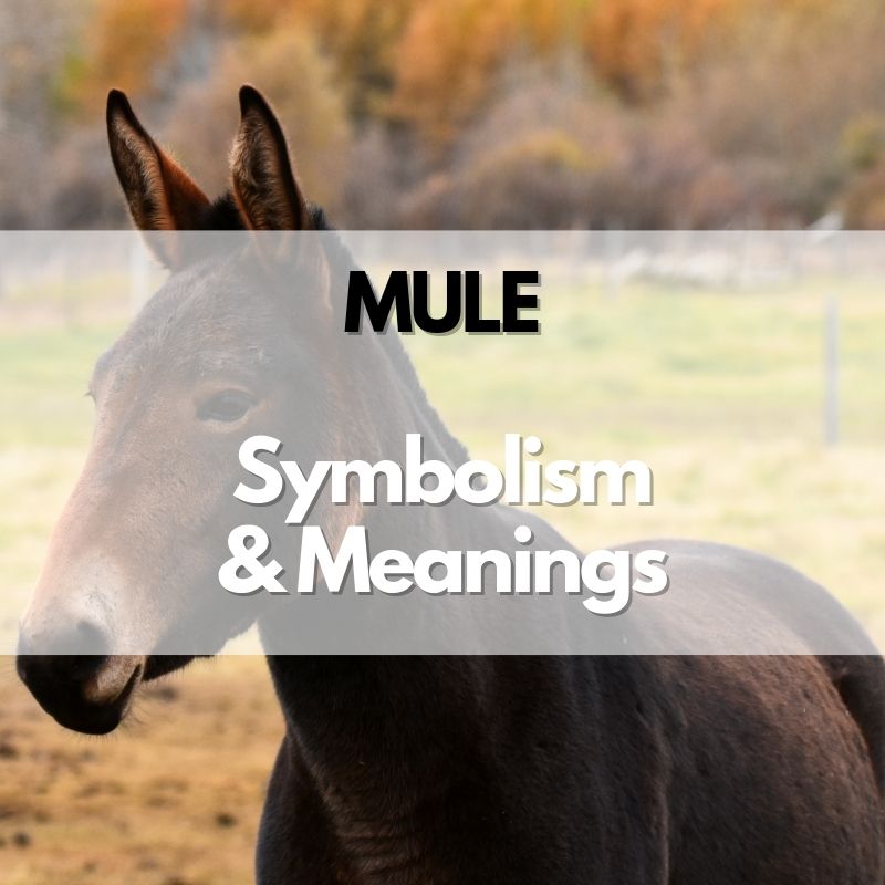 mule symbolism meaning and history