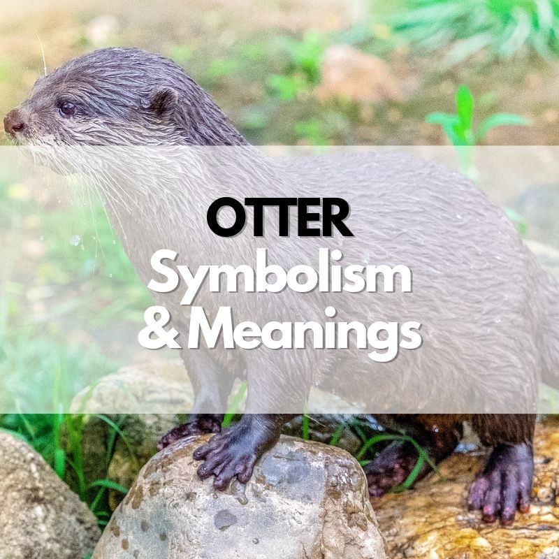 otter symbolism meaning and history