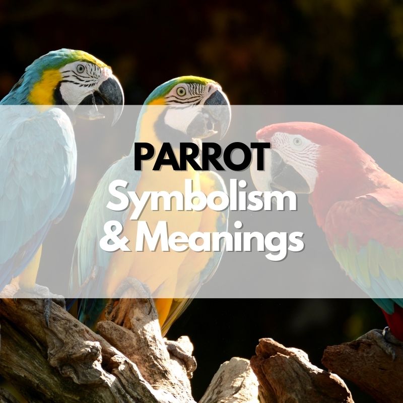 parrot symbolism meaning and history