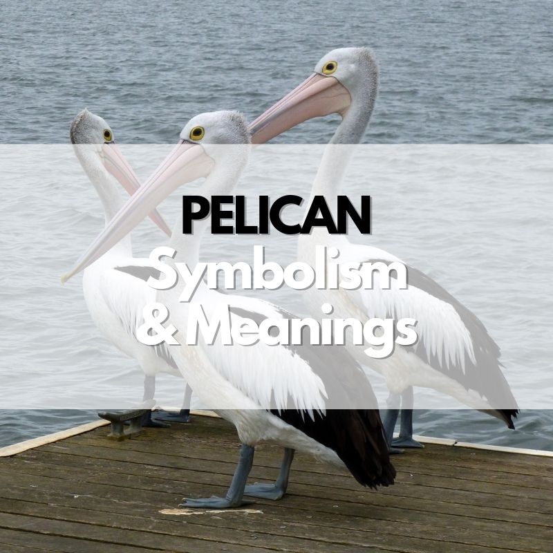 pelican symbolism meaning and history