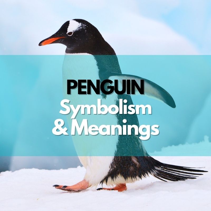 penguin symbolism meaning and history