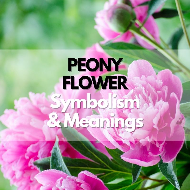 peony flower symbolism meaning and history