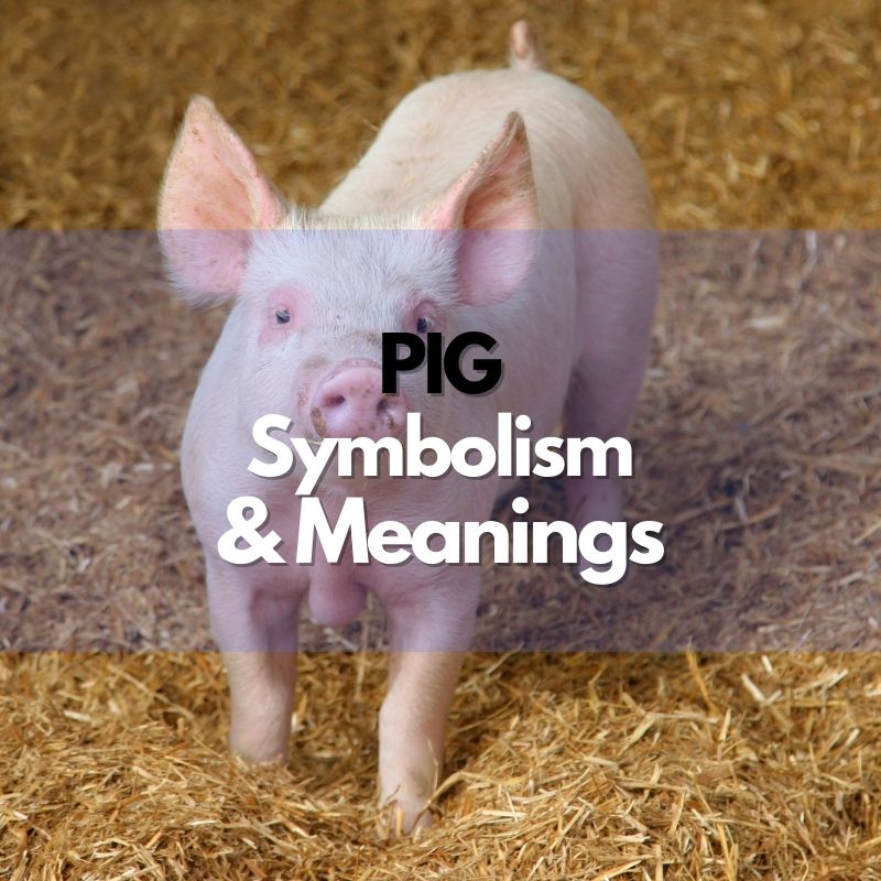 pig symbolism meaning and history