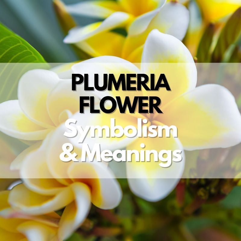 plumeria flower symbolism meanings
