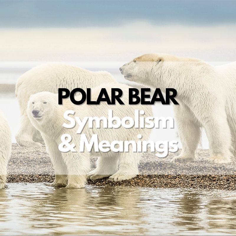 polar bear symbolism meaning and history