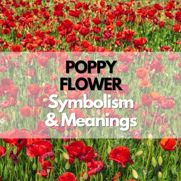 Poppy Flower Symbolism Meanings And History Symbol Genie