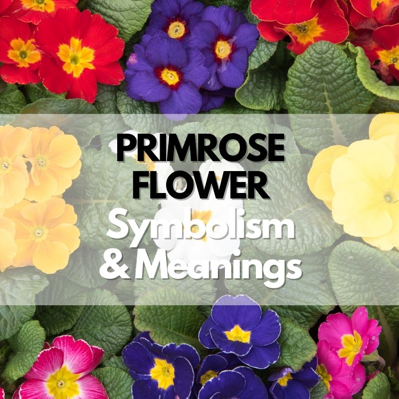 primrose flower symbolism meanings history