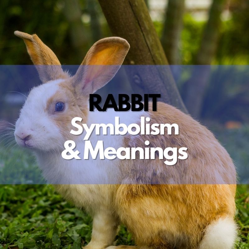 rabbit symbolism meaning and history
