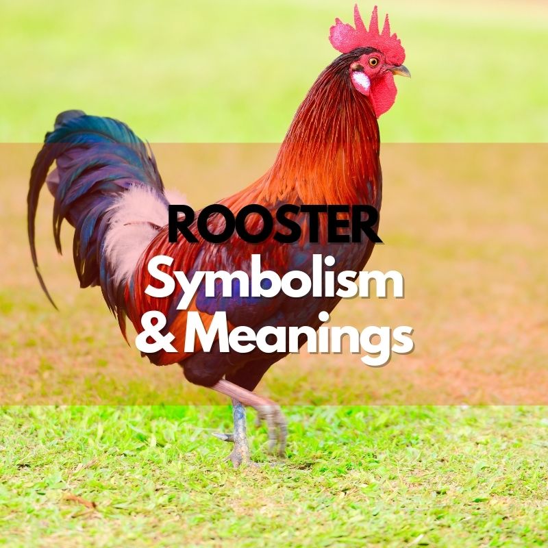 rooster symbolism meaning and history